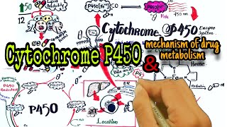 Cytochrome P450 drug metabolism  Pharmacology  mechanism of CYP drug metabolism [upl. by Josi]