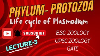 Plasmodium  Life cycle of Malarial Parasite  Notes Pdf in Description  BSc Zoology  Biology [upl. by Ylrae973]