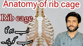 Anatomy of Rib cage in Urdu  Rib cage anatomy [upl. by Hurlee18]