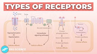 Types of Receptors LigandGated GPCRs KinaseLinked amp Nuclear Receptors  Pharmacology [upl. by Jazmin614]