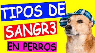 TIPOS de SANGRE en PERROS para TRANSFUSIONES [upl. by Ayamat]