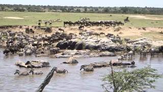 Wildebeest Crossing the Mara River Sept 2014 [upl. by Eilac]