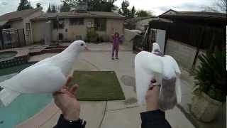 trained pigeons [upl. by Edny]