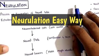 Neurulation Embryology Made easy [upl. by Relyuhcs]