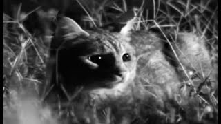 Wild Cat Love is in the Air  Cats Under Serengeti Stars  BBC Earth [upl. by Venditti825]