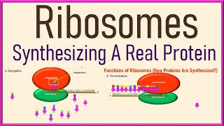 Ribosomes Cell Biology  Structure and Function  Protein Synthesis 3d Animation [upl. by Crosby430]