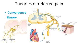 Pain3 Referred pain theory Subliminal fringe Go 430min [upl. by Taro]