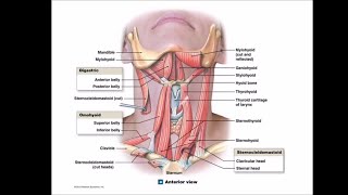 Thyroid anatomy [upl. by Blodget44]