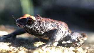 Herping in the Blue mountains [upl. by Tarfe]