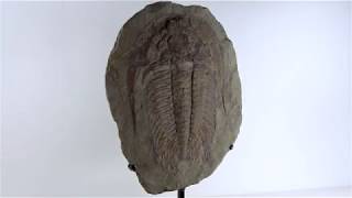 THE FOSSIL STORE™ \ Paradoxides Acadoparadoxides Trilobite [upl. by Anees]