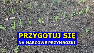 Przygotuj się na Przymrozki w Marcu Mogą paść Warzywa Bratki mogą przestać Kwitnąć Uprawa Roślin [upl. by Assyram]