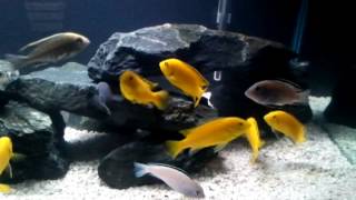 10 Circulation Pump in a 40 Gallon Malawi Cichlid Tank [upl. by Einhpets]