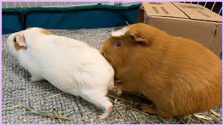 Best guinea pig noises of the wheek 2021 Week 5 [upl. by Yecram]