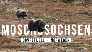 Moschusochsen fotografieren im DOVREFJELL [upl. by Bee]