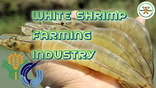 Management of intensive Vannamei shrimp ponds  White Shrimp farming in the Philippines [upl. by Lavoie]