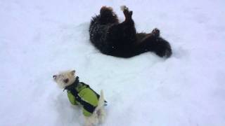 Westie west Highland white terrier kills bear [upl. by Yereffej]