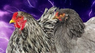 Braahmalott livre V  les poules et coqs Brahma de Kaamelott [upl. by Lorusso]