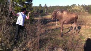 man vs moose in sweden the original [upl. by Thayer]