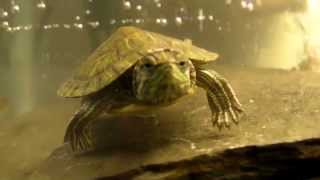 baby red eared slider turtle swimming around in his new tank [upl. by Ettennig]