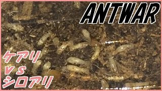 蟻戦争Ⅱ＃26 ケアリVSシロアリ～命のバトンパス～ 編～ants vs termits～ [upl. by Edrick]