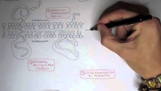 Cell membrane IV  Saturated Unsaturated and Cholesterol [upl. by Dardani]