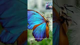 la farfalla blu Farfalla Butterfly Farfalle NaturePark Island SriLanka Yala Katagamuwa [upl. by Atirihs]