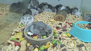 Many small hamsters Djungarian Syrian and Campbell breed animals cute [upl. by Galven350]