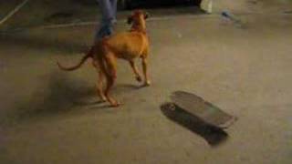 Rhodesian Ridgeback Tyra on a skateboard [upl. by Laval]