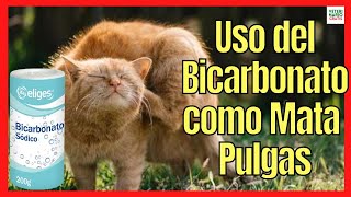 🔴 USO DEL BICARBONATO COMO MATA PULGAS EN GATOS 🔴 ADULTOS Y BEBÉS [upl. by Atelahs]