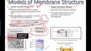 Models of membrane structure IB Bio 2015 [upl. by Eiddet]