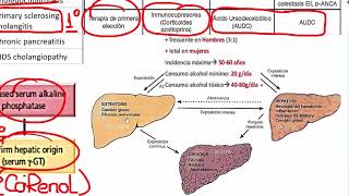 4 HEPATOPATIAS [upl. by Lavro]