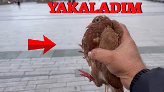 Yabani Güvercinler Arasında Kaçak Avı  Bursa Yakaladım [upl. by Maybelle]