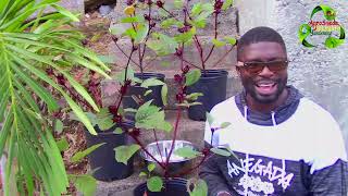 Growing and Harvesting Roselle In A Gallon Container Pot  Agrosuede ✔ [upl. by Anerehs]