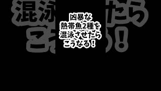 凶暴な熱帯魚同士を混泳させたら キクラ コウタイ shorts アイスポットシクリッド 七星魚 混泳 喧嘩 縄張り争い [upl. by Enimzzaj]