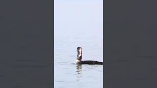 Common Loons Calling birds nature shorts [upl. by Shien]