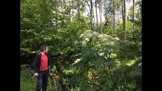 Giant Hogweed Heracleum mantegazzianum Highly dangerous plant [upl. by Eceertal320]