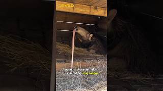 Giant Anteater 😮 Natures Vacuum Cleaner  Guess how many ants and termites swallow in one day [upl. by Alia]