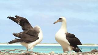 Dancing Laysan Albatrosses [upl. by Onairpic182]