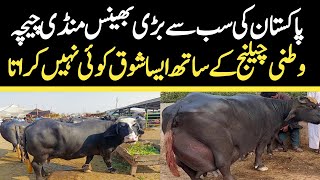 Chichawatni Maweshi Mandi Today  Buffalo Fresh Rates Update  Buffalo Mandi 2023 [upl. by Oderfodog]