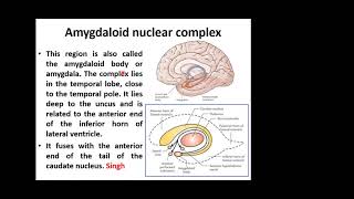 Anatomy of the limbic system Basic amp applied [upl. by Hafler]