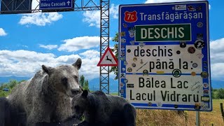 Transfagarasan Romania 🇷🇴 dinspre Sibiu ruta Cartisoara  Balea Lac The most beautiful alpine road [upl. by Willmert]