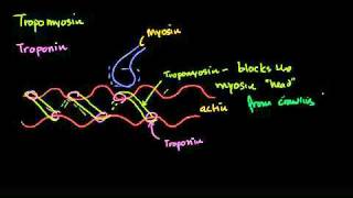 Tropomyosin and troponin and their role in regulating muscle contraction in Bangla [upl. by Bouldon283]