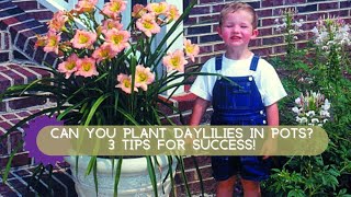 How to Grow Daylilies in Containers  Oakes Daylilies [upl. by Massarelli]