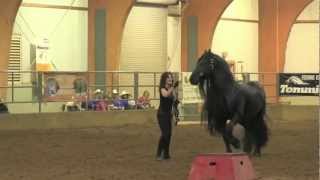 FRIESIAN STALLION UNBELIEVABLE Frederik the Great [upl. by Adelind]