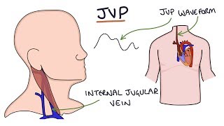 Understanding Jugular Venous Pressure JVP [upl. by Gertrud147]