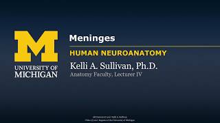 Meninges and Dural venous sinuses [upl. by Krahling]