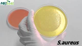 Mannitol Salt Agar [upl. by Sletten]