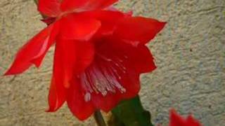 Epiphyllum 2006 [upl. by Xuerd505]