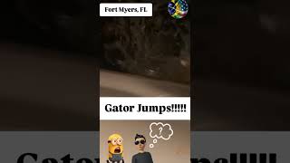 gator gator crocodile crocodiles hurricane youtubeshorts news noticias florida usa viral [upl. by Let]