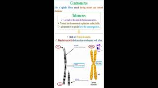 Centromeres and Telomeres geneticteacher [upl. by Etsyrk]